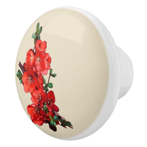 Red Japanese Quince Blossom beige Ceramic Knob