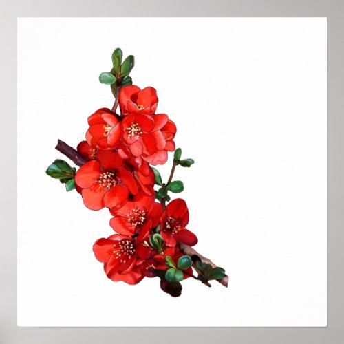 Red Japanese Quince Blossom white Poster