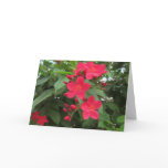 Red Jatropha Flowers Card