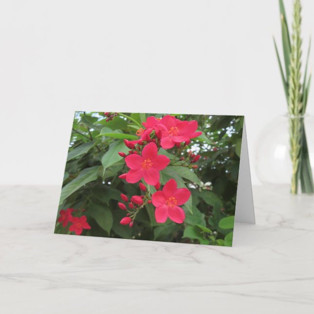 Red Jatropha Flowers Card (Front)