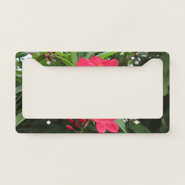 Red Jatropha Flowers License Plate Frame (Front)