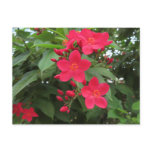 Red Jatropha Flowers Postcard
