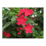 Red Jatropha Flowers Poster