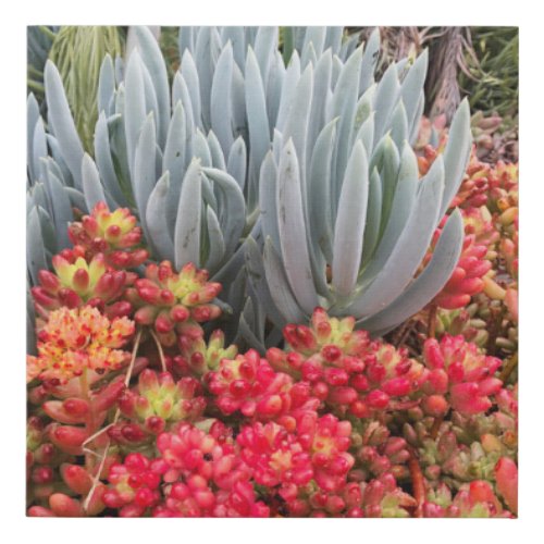 Red Jelly Bean Sedum and Blue Ice Plant Succulent Faux Canvas Print