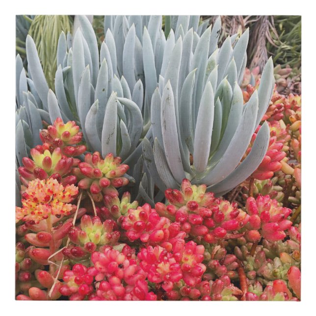 Red Jelly Bean Sedum and Blue Ice Plant Succulent Faux Canvas Print (Front)