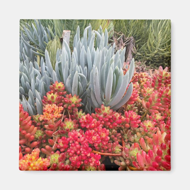 Red Jelly Bean Sedum and Blue Ice Plant Succulent Magnet (Front)