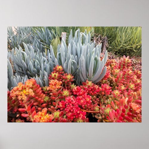 Red jelly Bean Sedum and Blue Ice Plant Succulent Poster