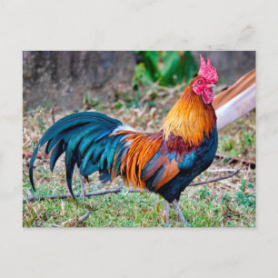 Red junglefowl postcard