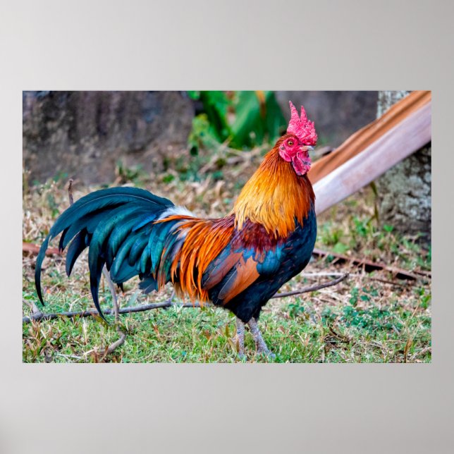 Red junglefowl poster (Front)