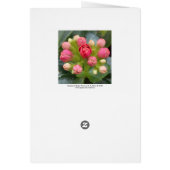 Red Kalanchoe Buds (Back)