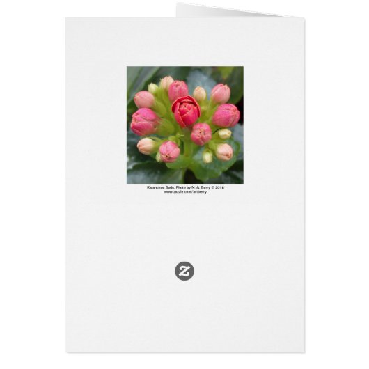 Red Kalanchoe Buds (Back)