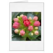 Red Kalanchoe Buds (Front)