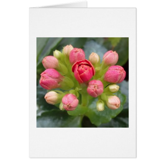 Red Kalanchoe Buds (Front)