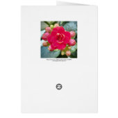 Red Kalanchoe Flower (Back)