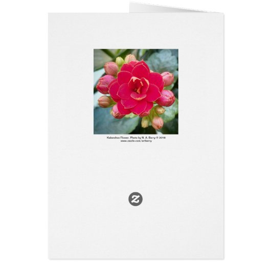 Red Kalanchoe Flower (Back)