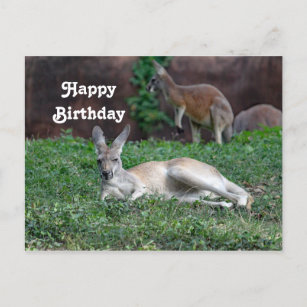 Red Kangaroo 6950 Birthday Postcard