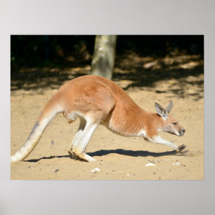 Red kangaroo on sand holiday poster