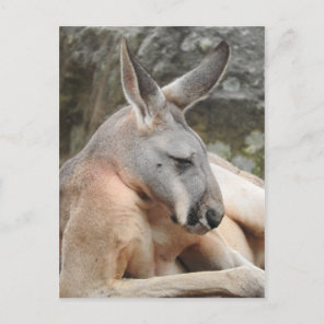Red Kangaroo Postcard