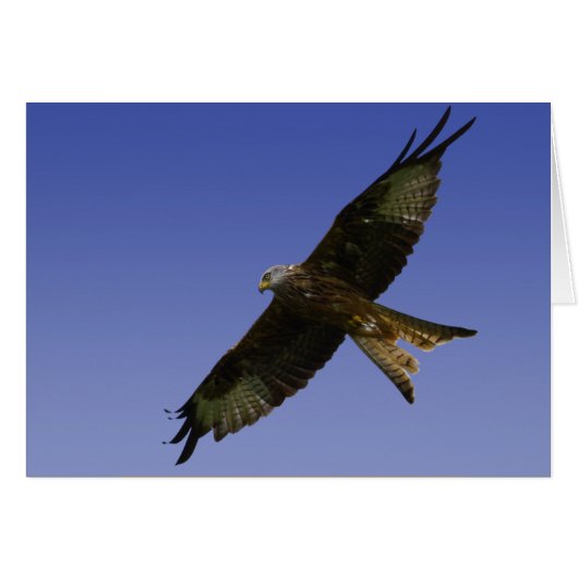 Red Kite 1 Cards (Front Horizontal)