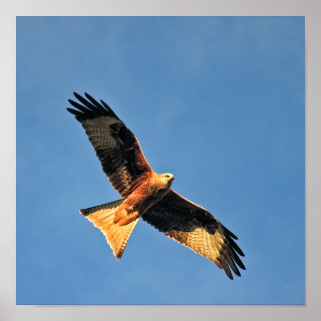 Red Kite Bird of Prey Poster (Front)