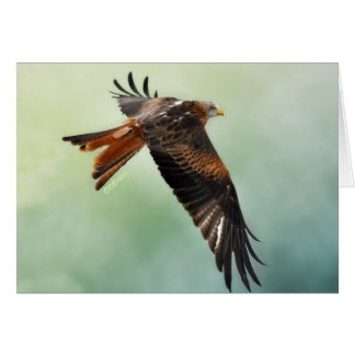 Red Kite in Flight Cards
