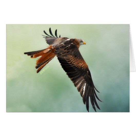 Red Kite in Flight Cards (Front Horizontal)