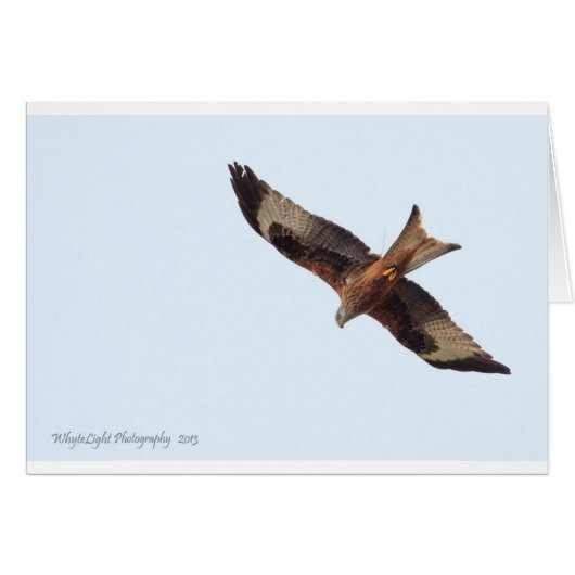 Red Kite In Sky Cards (Front Horizontal)