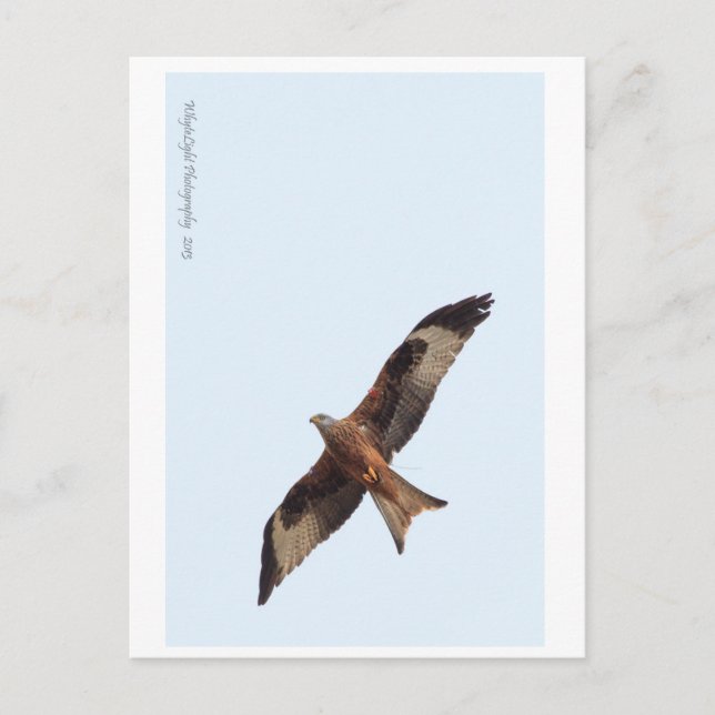 Red Kite In Sky Postcard (Front)