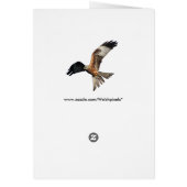 Red Kite - Milvus milvus Cards (Back)