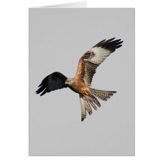 Red Kite - Milvus milvus Cards