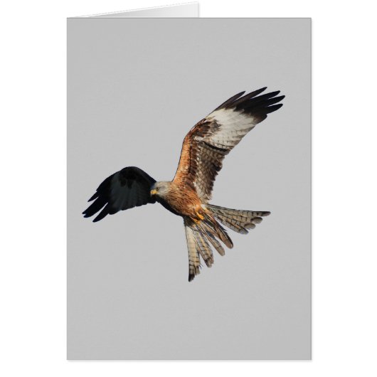 Red Kite - Milvus milvus Cards (Front)