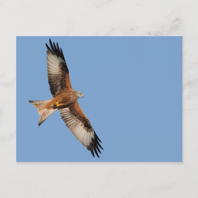 Red Kite Postcard (Front)