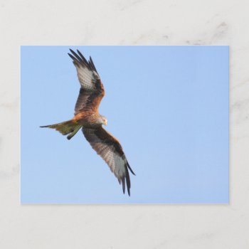 Red Kite Postcard by Welshpixels at Zazzle