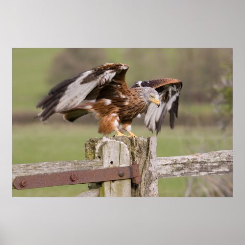 Red Kite Poster