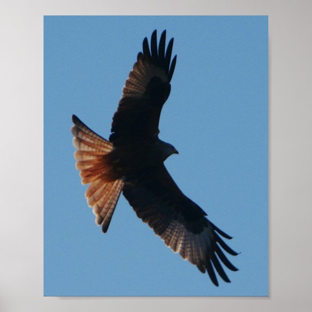 Red Kite Poster (Front)