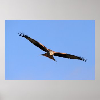 Red Kite Soaring Print by Welshpixels at Zazzle