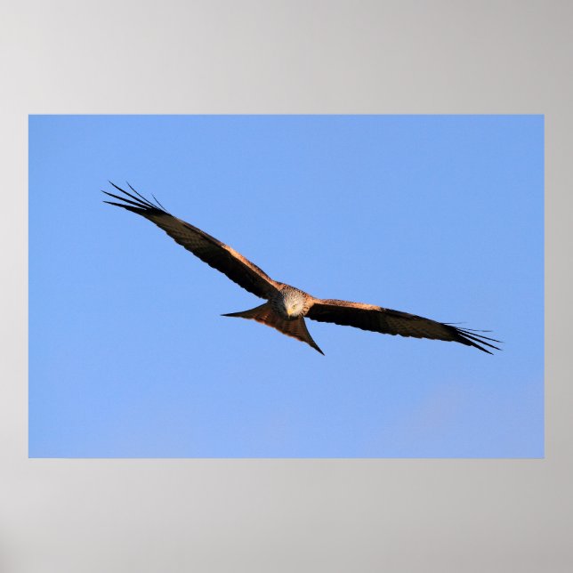 Red Kite Soaring Print (Front)