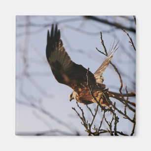 Red Kite Taking Off Magnet
