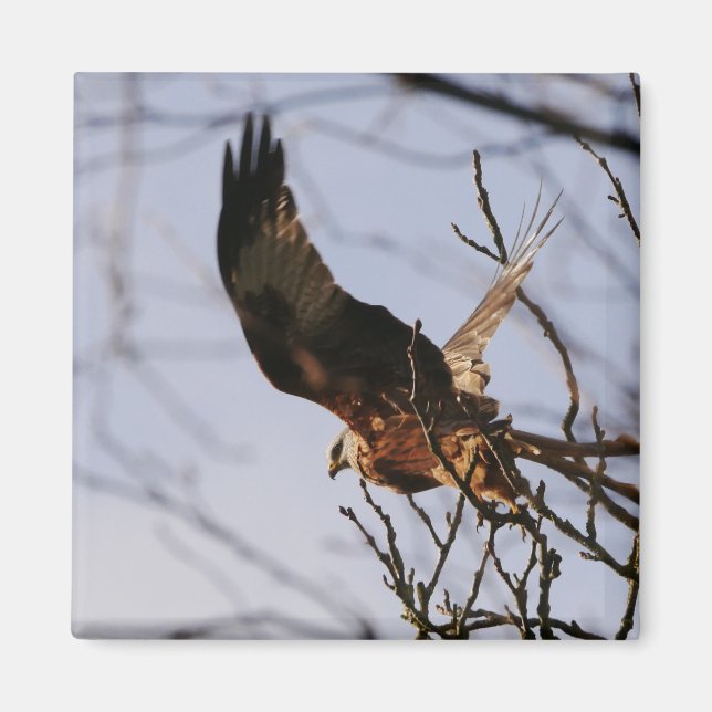 Red Kite Taking Off Magnet (Front)