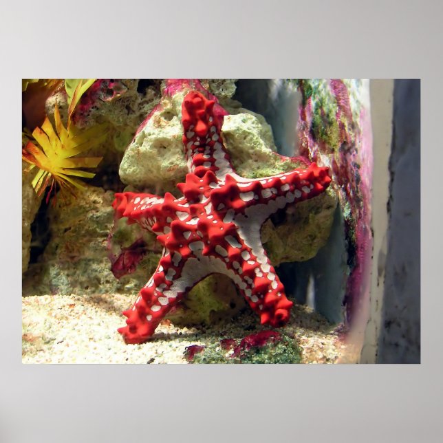 Red Knobbed Starfish - Incredible Shot Poster (Front)