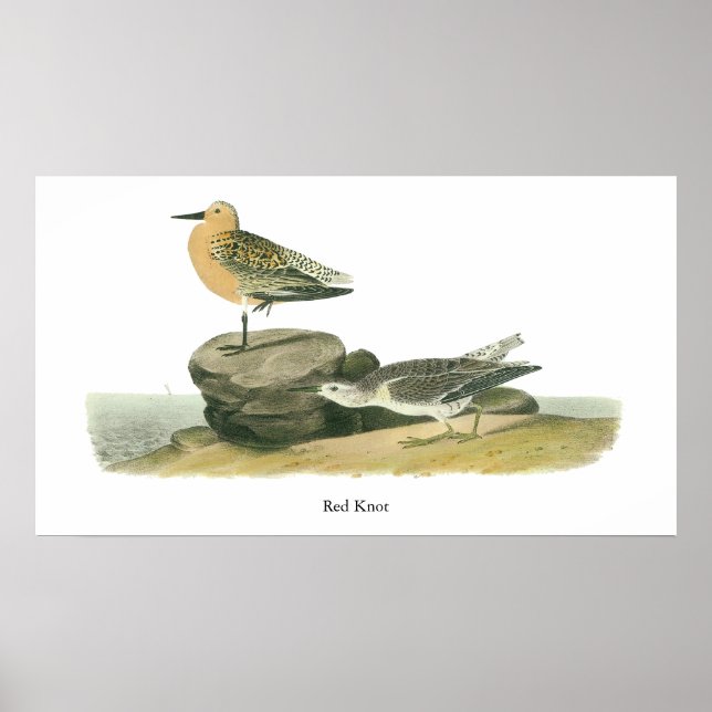 Red Knot, John Audubon Poster (Front)