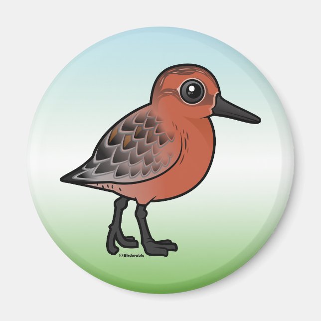 Red Knot Magnet (Front)