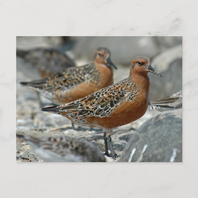 Red Knot Postcard (Front)