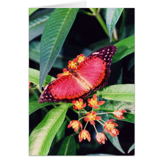 Red Lacewing Butterfly Cards