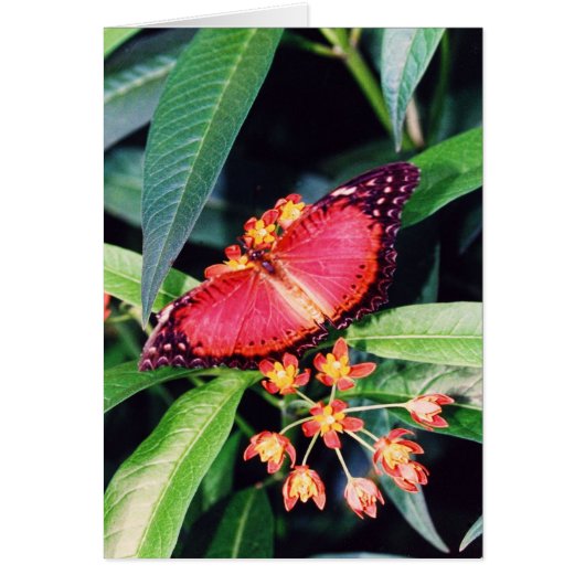 Red Lacewing Butterfly Cards (Front)