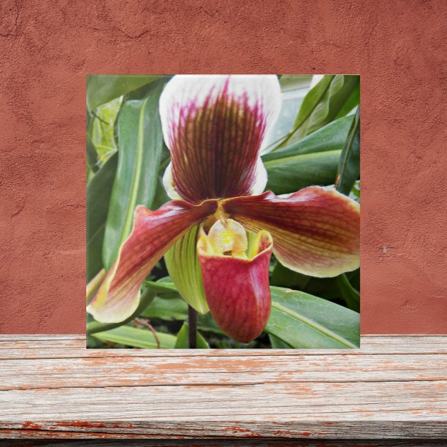 Red Lady Slipper Orchid Floral Ceramic Tile (In Situ)