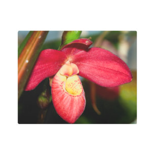 Red Lady Slipper Orchid Metal Wall Art