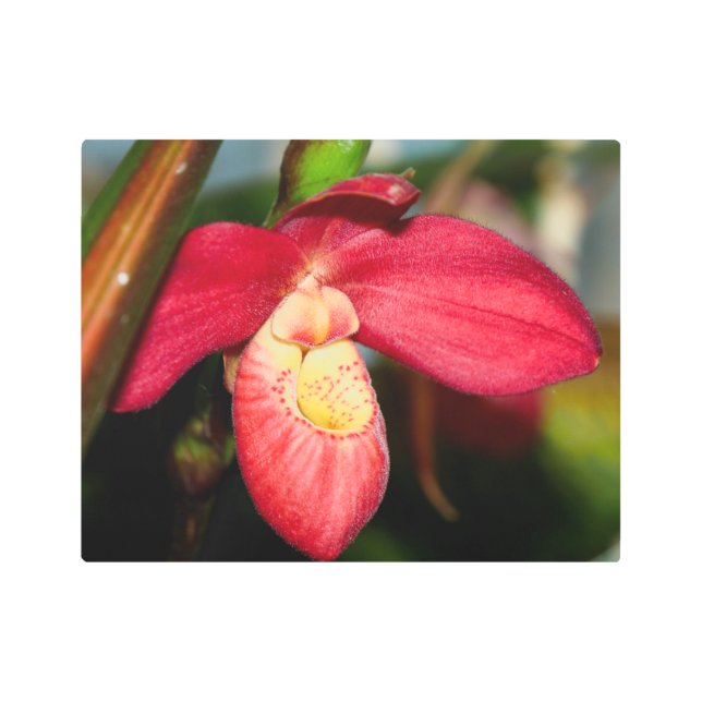 Red Lady Slipper Orchid Metal Wall Art (Front)