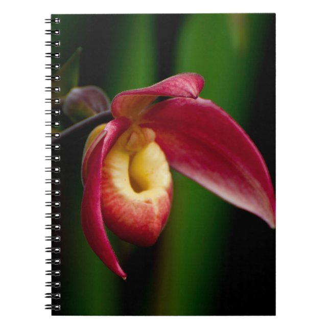 Red Lady Slippers Orchid Notebook (Front)