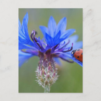 Red Ladybird Beetle Blue Cornflower Postcard